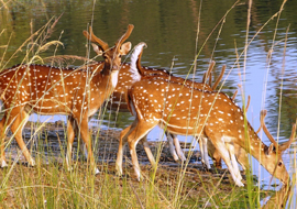 south India wildlife Tour